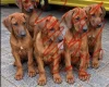 Rhodesian Ridgeback