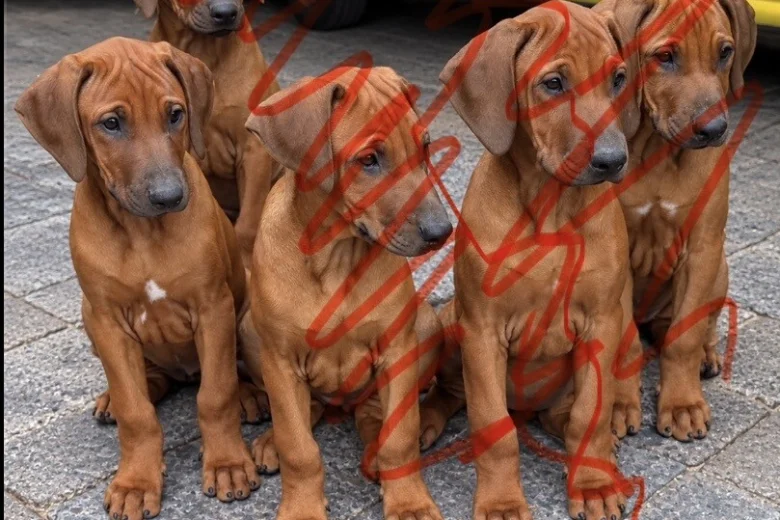 Rhodesian Ridgeback