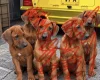Rhodesian Ridgeback