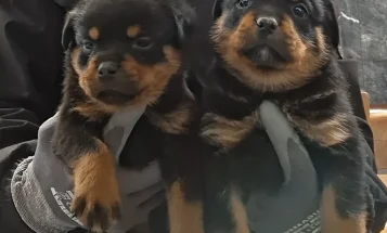 Rottweiler