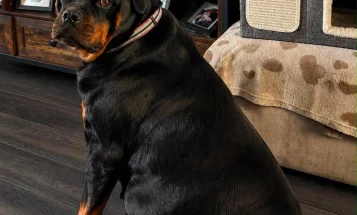 Rottweiler