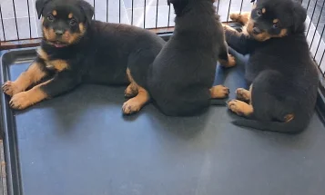 Rottweiler