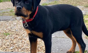 Rottweiler
