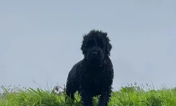 Russian Black Terrier
