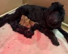 Schnoodle
