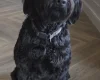 Schnoodle