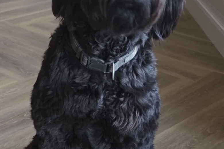 Schnoodle
