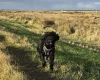 Schnoodle