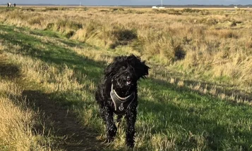 Schnoodle