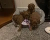Cavapoo