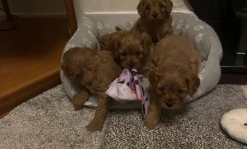 Cavapoo