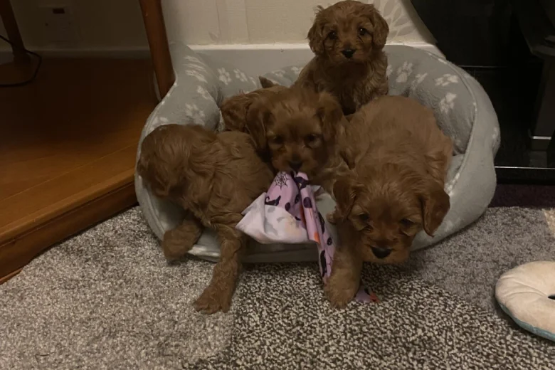Cavapoo