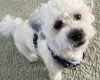 Shichon