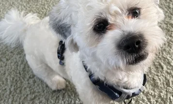 Shichon