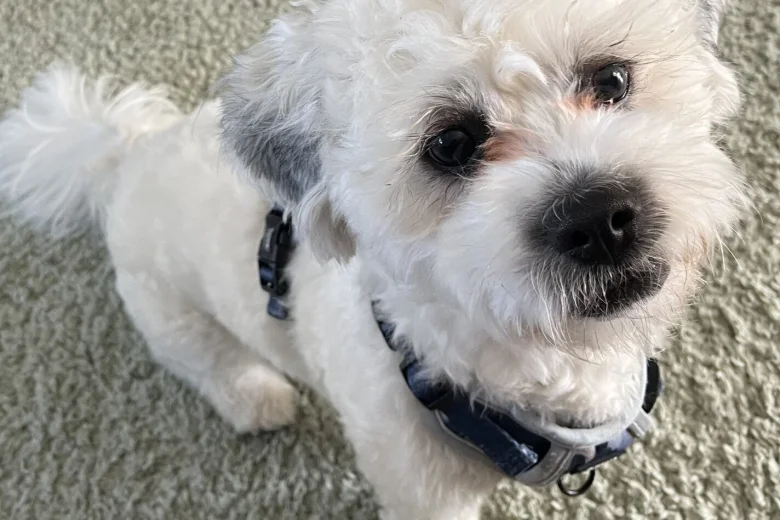 Shichon