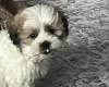 Shichon