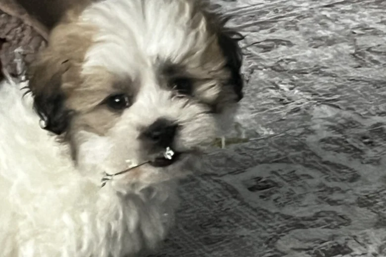 Shichon
