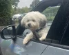 Shichon