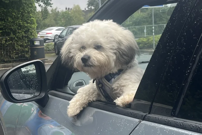 Shichon
