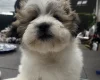 Shichon