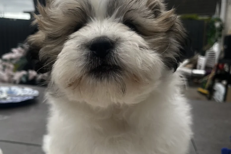 Shichon
