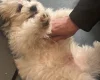 Shichon