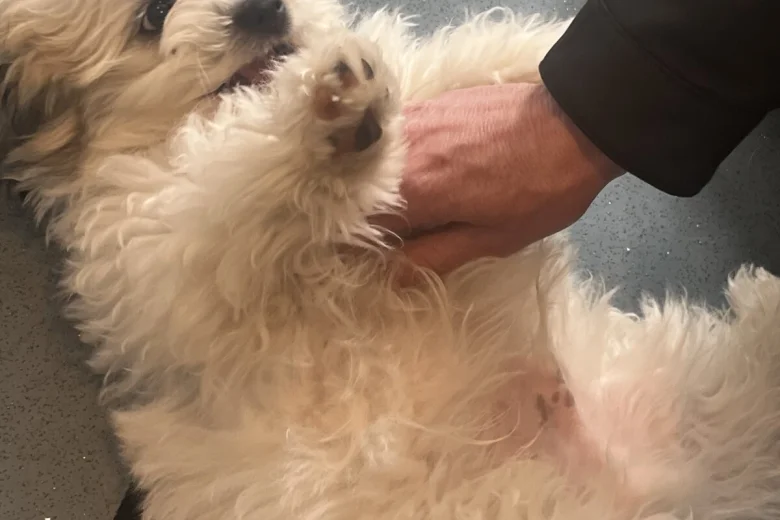 Shichon
