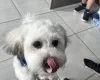 Shichon