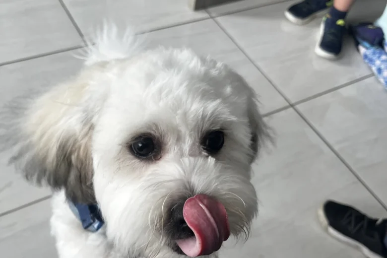 Shichon