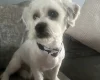 Shichon