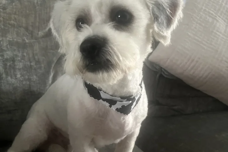 Shichon