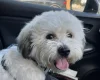 Shichon