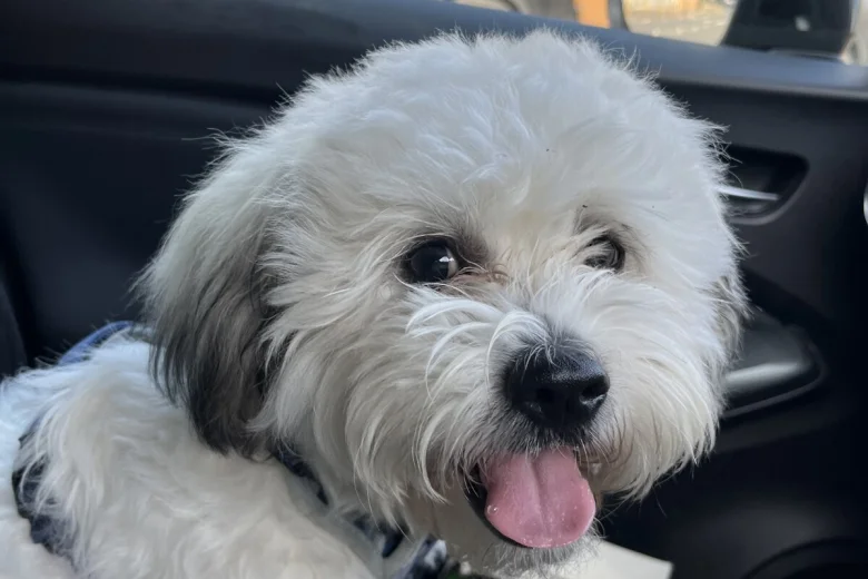 Shichon