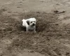 Shichon