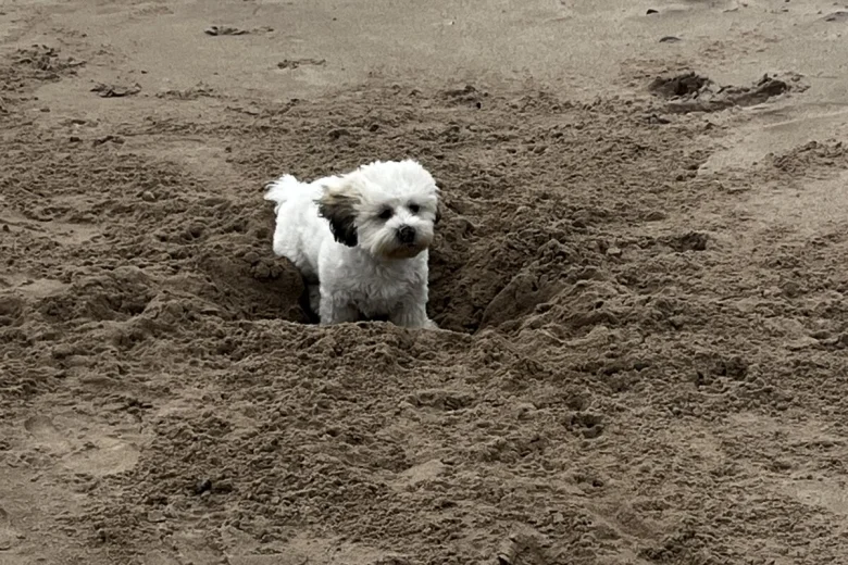 Shichon