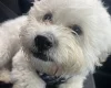 Shichon