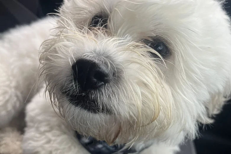 Shichon