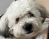 Shichon