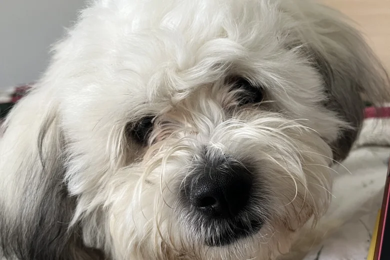 Shichon