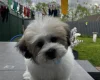 Shichon