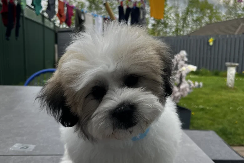 Shichon