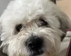 Shichon