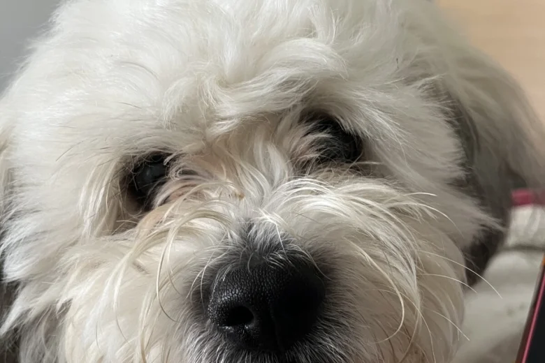 Shichon