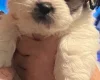 Shichon