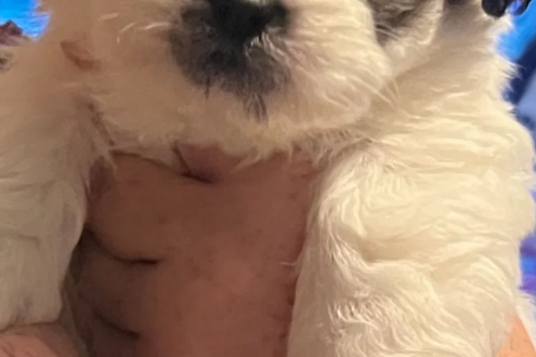 Shichon