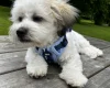 Shichon