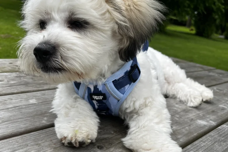 Shichon