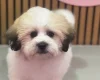 Shichon