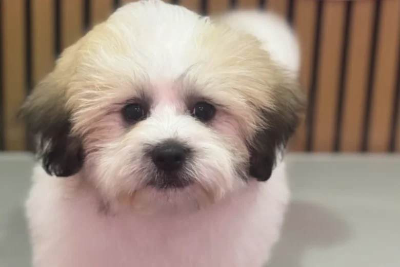 Shichon
