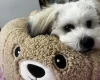 Shichon